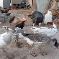 تعدادی مرغ خروس و غاز