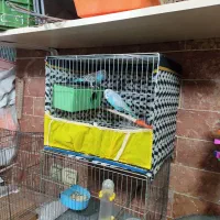 عروس هلندی تک و جفت و مولد موجود است|پرنده|بومهن, |دیوار