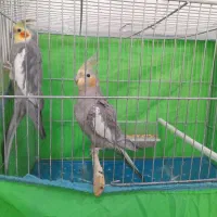 چند تا عروس هلندی ویک جفت فنچ|پرنده|زنجان, |دیوار