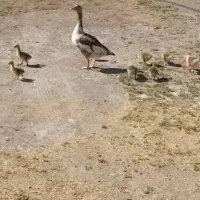 غاز وهشت تا جوجه