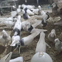 کبوتر طوقی در رنگ و خال های مختلف|پرنده|قروه, |دیوار