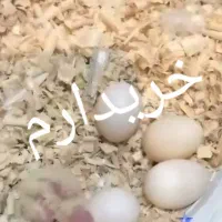 تخم نطفه دار عروس هلندی و طوطی برزیلی