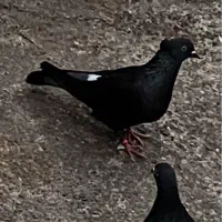 کبوتر پرشی|پرنده|رودسر, |دیوار