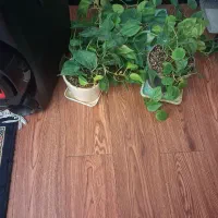 فروش گل طبیعی