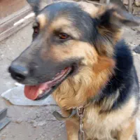 سگ ژرمن ماده