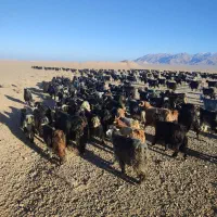 بز و بزغاله