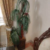 نخل مصنوعی برای منزل یا  راه پله و پیلوت