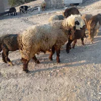 قوچ|حیوانات مزرعه|دهدشت, |دیوار