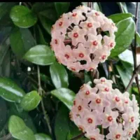 فروش گیاه فوق معطر هویا