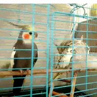 عروس هلندی گم شده