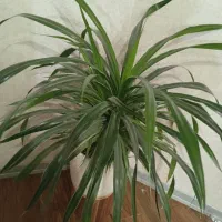 گل پاندانوس