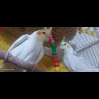 عروس هلندی لوتینیو