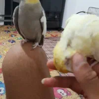 یک جفت عروس هلندی مولد و کارداده و دستی