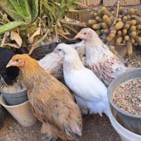 جوجه ایام .بلو.اورنج.جی اس جی .برهما و اراکانا