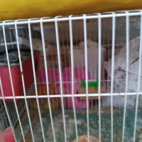 یه جفت مرغ عشق مولد|پرنده|سبزوار, باهنر|دیوار