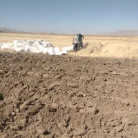 کاه  یونجه بیده