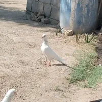 پاکستانی|پرنده|کلاتان, |دیوار