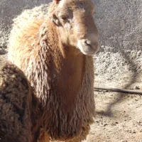 بره قوچ مقان و افشاری