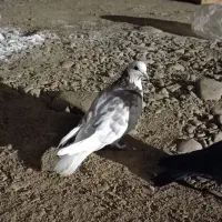 کفتر غریبگیری|پرنده|قرچک, زیبا شهر|دیوار