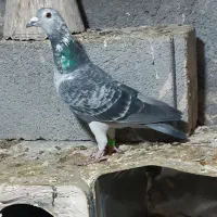 پلاکی|پرنده|مراغه, |دیوار