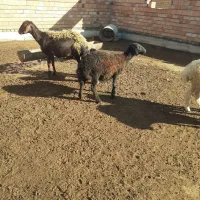 دو عدد گوسفند قره قزل|حیوانات مزرعه|سیمین شهر, |دیوار