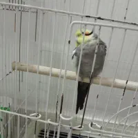 عروس نر بالغ معاوضعه بای ماده اماده به جفت