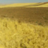 زمین کشاورزی ۲هکتارآبی|فروش زمین و ملک کلنگی|کوزران, |دیوار