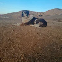 واگذاری سگ گله