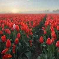 تدریس زبان انگلیسی و عربی   نیشابور و زبرخان