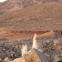 خروس ومرغ