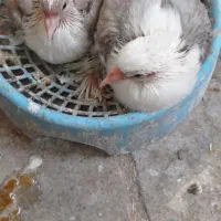 جفت جوجه کبوتر نقش دوکت برای  دستی شدن|پرنده|یزد, |دیوار