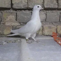 کبوتره دمگیر دوبحر ۳عدد فروشی|پرنده|برخوار, |دیوار