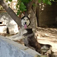 سگ هاسکی فروشی ۷تومان