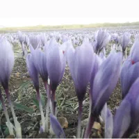 سرمایه-گذاری-مطمئن-اجاره-زمین-آماده-برداشت-زعفران