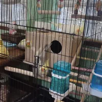 عروس هلندی یک جفت