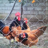 نژاد زیبای ورورک آلمانی  فقط تخم نطفه دار