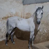 نریان کرد