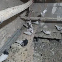 کبوترطوقی کله ای وسینه ای|پرنده|فامنین, |دیوار