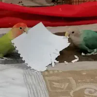 یه جفت طوطی برزیلی همراه با قفس|پرنده|اندیشه, اندیشه فاز ۱|دیوار