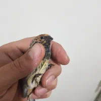 گلبسر|پرنده|مهاجران, |دیوار