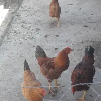 ۲تاخروس ۲تامرغ تازه به تخم امدن سالم هستن