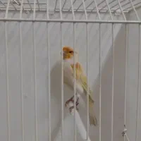 قناری نر موزایکی اورجینال