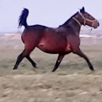 مادیان درجه یک با تولیدات اس