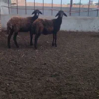 توقلی ماده وبز ابستن|حیوانات مزرعه|سیمین شهر, |دیوار