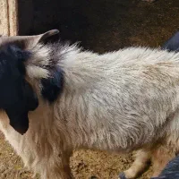 کهره یکساله بزری|حیوانات مزرعه|مرودشت, نقش رستم|دیوار