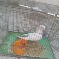 کبوتر دمبی ماده|پرنده|سبزوار, شرق کال شمالی|دیوار