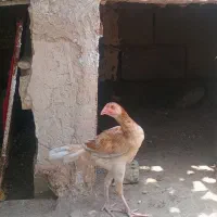 مرغ