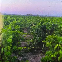 باغ انگور ونخل