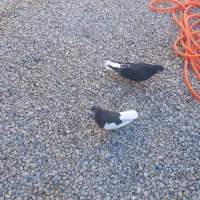 کبوتر شهری|پرنده|برازجان, |دیوار