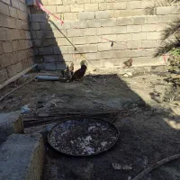 شادگان آبشار جدید